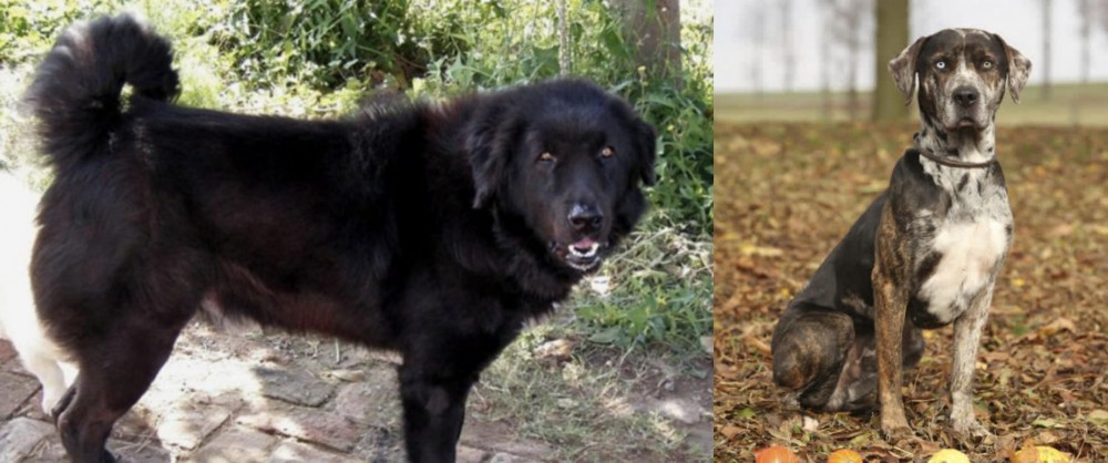 Catahoula Leopard vs Bakharwal Dog - Breed Comparison