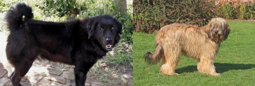 Catalan Sheepdog vs Bakharwal Dog - Breed Comparison