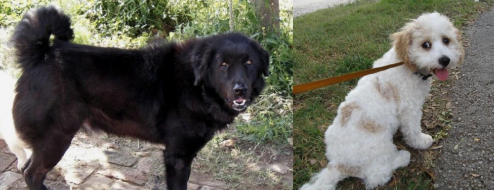 Cavachon vs Bakharwal Dog - Breed Comparison