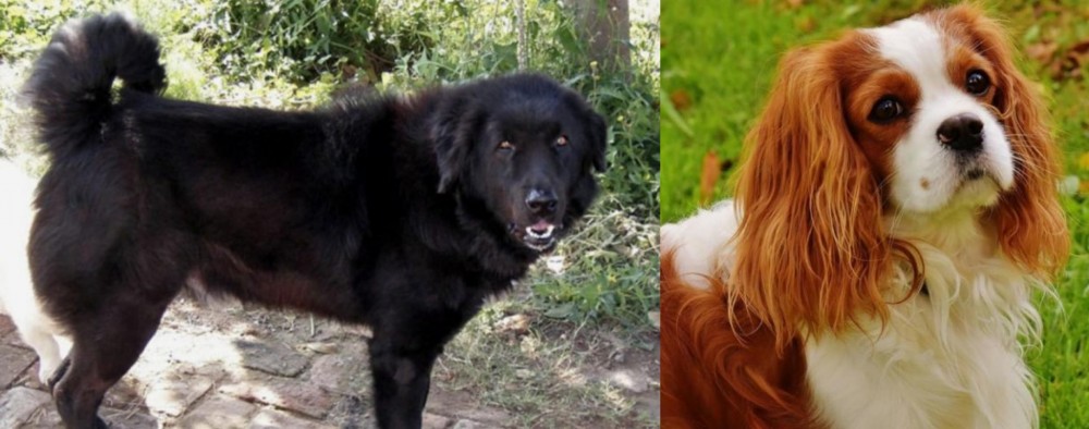 Cavalier King Charles Spaniel vs Bakharwal Dog - Breed Comparison