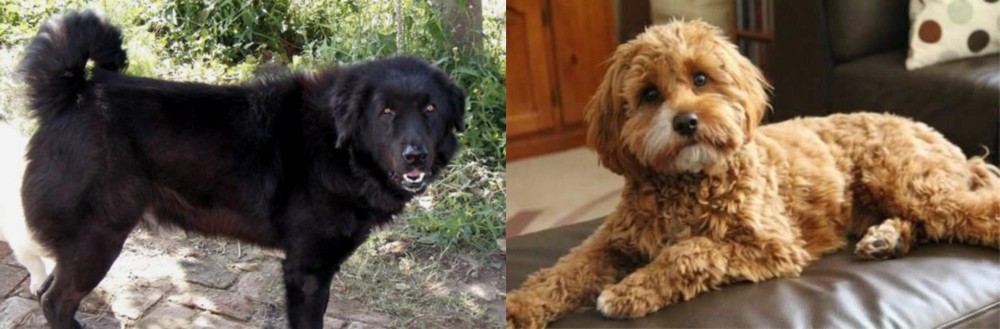 Cavapoo vs Bakharwal Dog - Breed Comparison