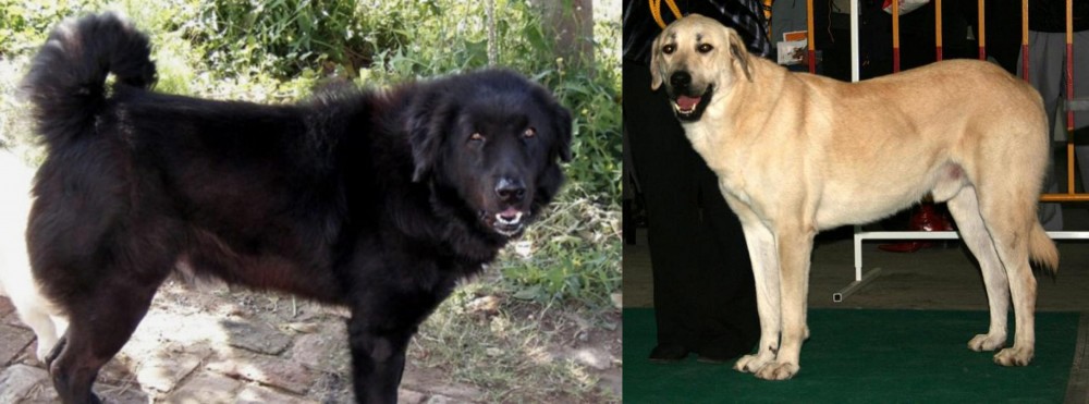 Central Anatolian Shepherd vs Bakharwal Dog - Breed Comparison