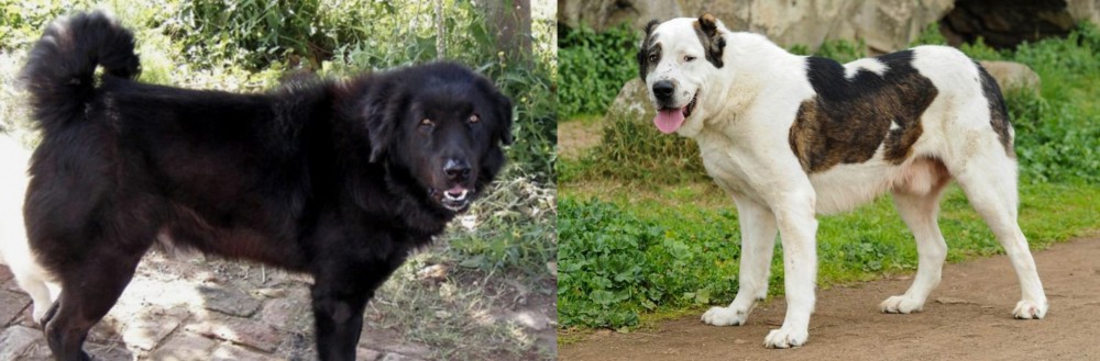 Central Asian Shepherd vs Bakharwal Dog - Breed Comparison