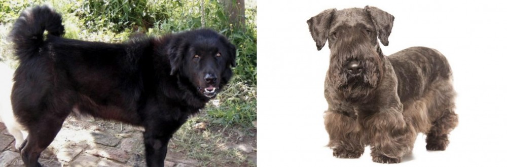 Cesky Terrier vs Bakharwal Dog - Breed Comparison