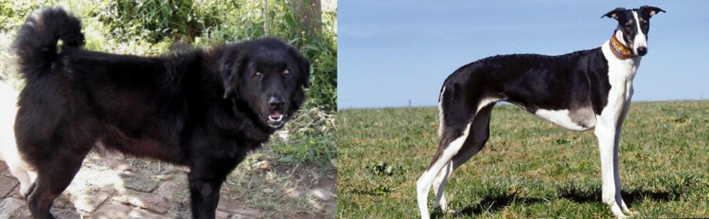 Chart Polski vs Bakharwal Dog - Breed Comparison