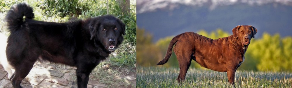 Chesapeake Bay Retriever vs Bakharwal Dog - Breed Comparison