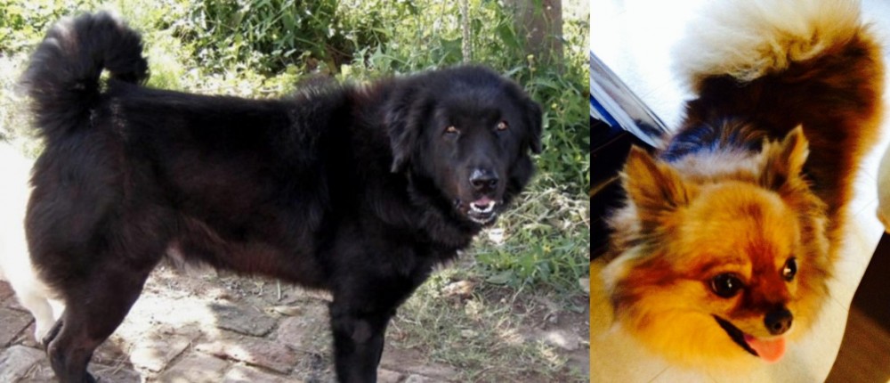 Chiapom vs Bakharwal Dog - Breed Comparison