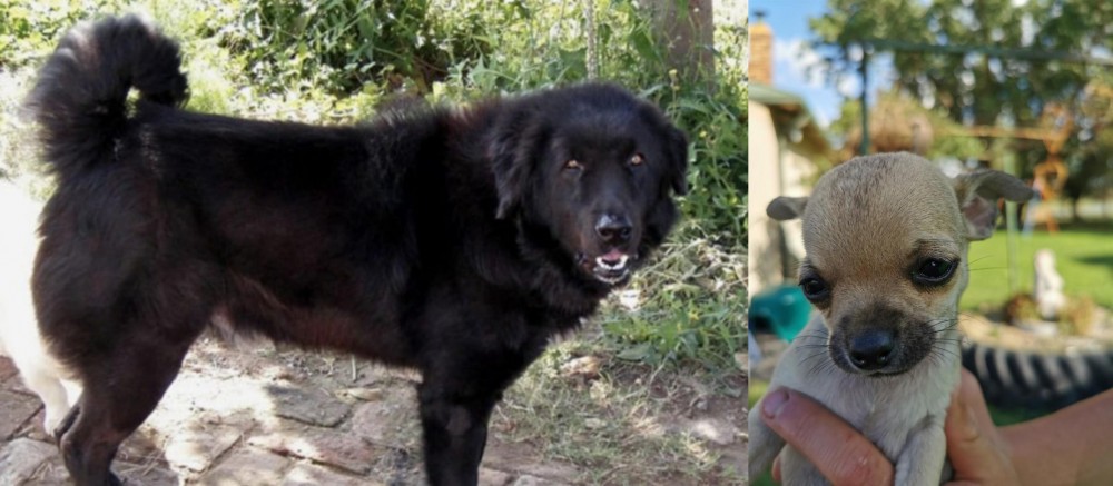 Chihuahua vs Bakharwal Dog - Breed Comparison