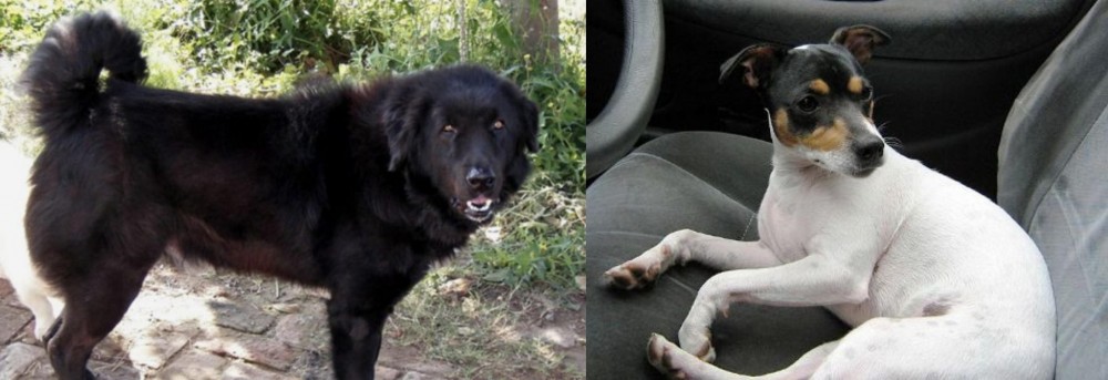Chilean Fox Terrier vs Bakharwal Dog - Breed Comparison