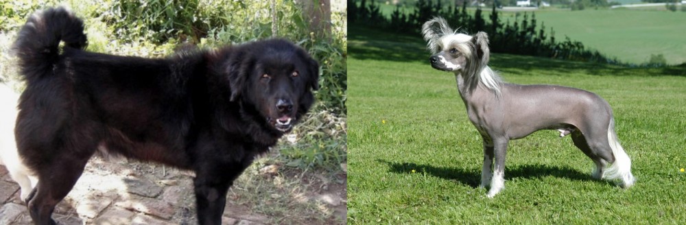Chinese Crested Dog vs Bakharwal Dog - Breed Comparison