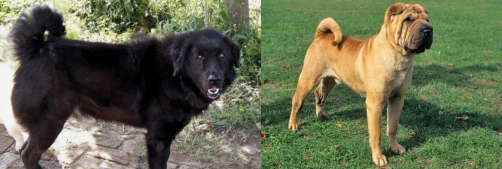Chinese Shar Pei vs Bakharwal Dog - Breed Comparison