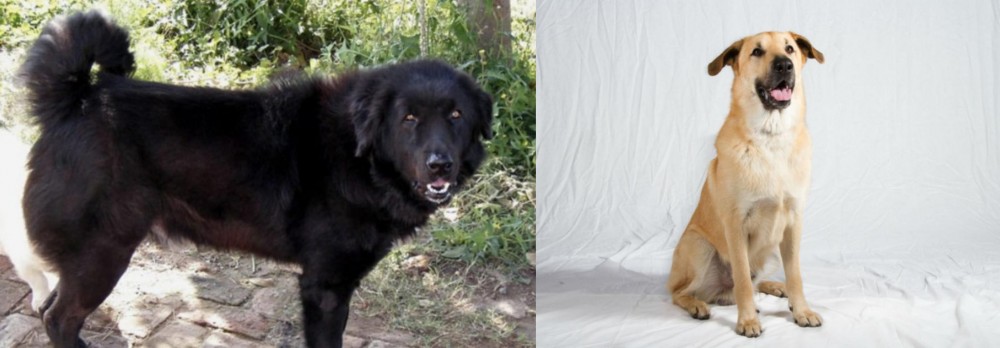 Chinook vs Bakharwal Dog - Breed Comparison