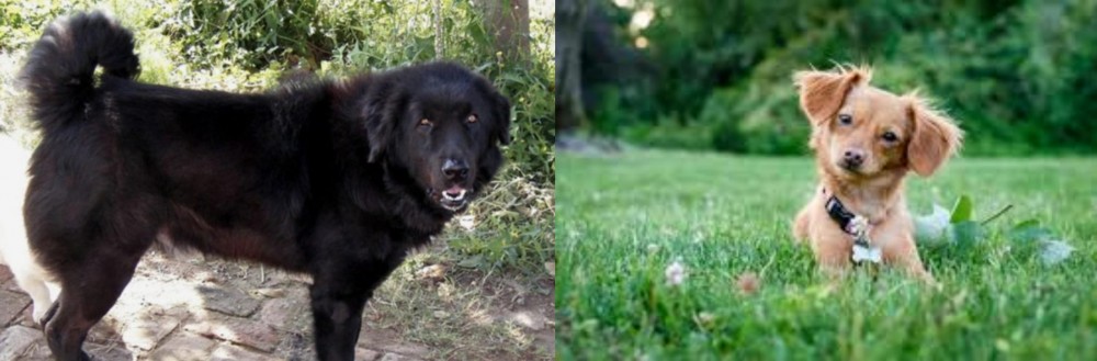 Chiweenie vs Bakharwal Dog - Breed Comparison