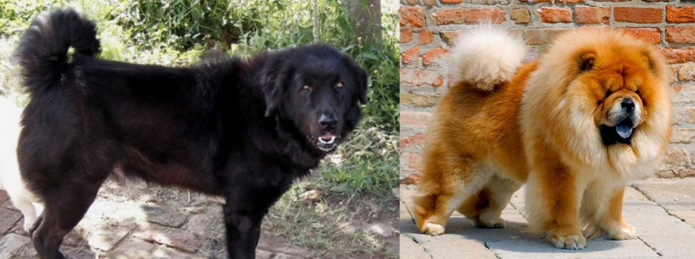Chow Chow vs Bakharwal Dog - Breed Comparison