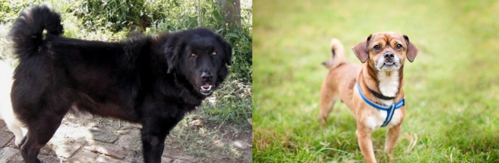 Chug vs Bakharwal Dog - Breed Comparison