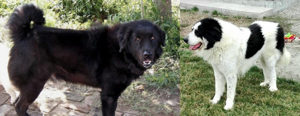 Ciobanesc de Bucovina vs Bakharwal Dog - Breed Comparison