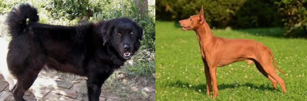 Cirneco dell'Etna vs Bakharwal Dog - Breed Comparison