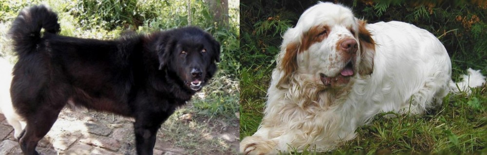 Clumber Spaniel vs Bakharwal Dog - Breed Comparison
