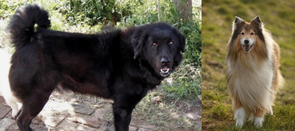 Collie vs Bakharwal Dog - Breed Comparison