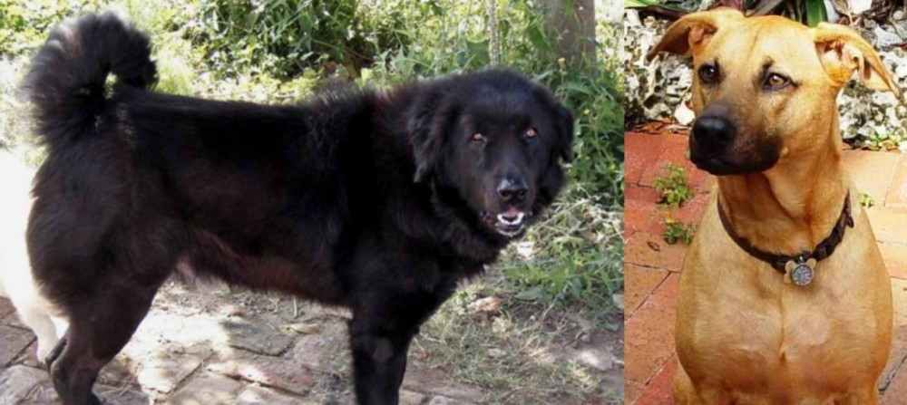 Combai vs Bakharwal Dog - Breed Comparison