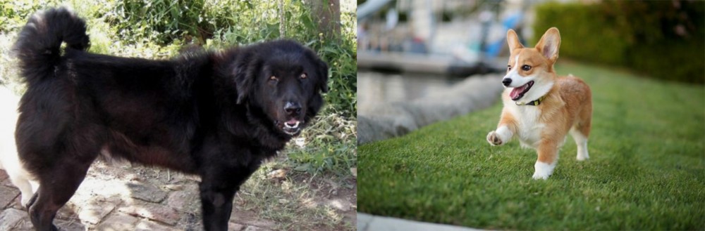 Corgi vs Bakharwal Dog - Breed Comparison