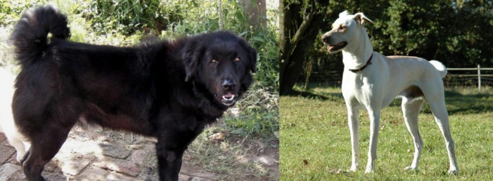 Cretan Hound vs Bakharwal Dog - Breed Comparison