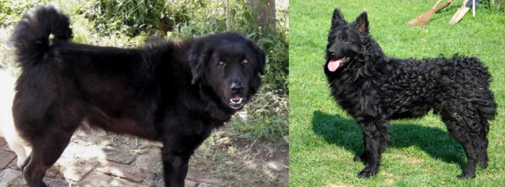 Croatian Sheepdog vs Bakharwal Dog - Breed Comparison