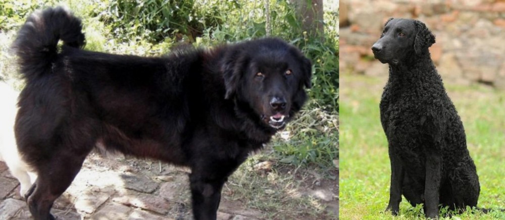 Curly Coated Retriever vs Bakharwal Dog - Breed Comparison