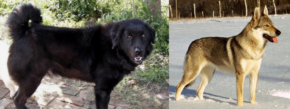 Czechoslovakian Wolfdog vs Bakharwal Dog - Breed Comparison