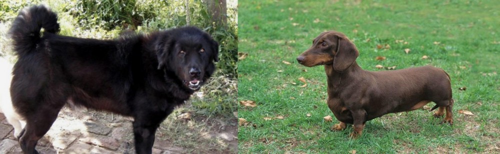 Dachshund vs Bakharwal Dog - Breed Comparison