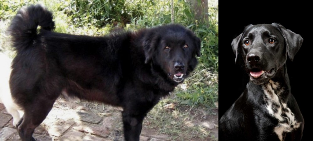 Dalmador vs Bakharwal Dog - Breed Comparison