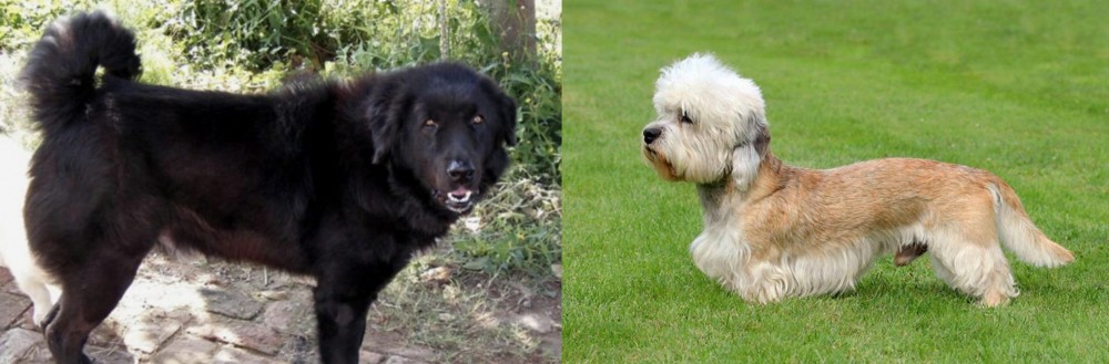 Dandie Dinmont Terrier vs Bakharwal Dog - Breed Comparison