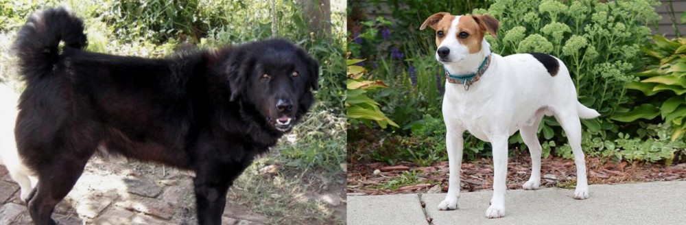 Danish Swedish Farmdog vs Bakharwal Dog - Breed Comparison
