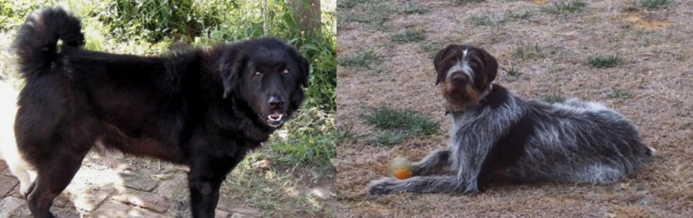 Deutsch Drahthaar vs Bakharwal Dog - Breed Comparison