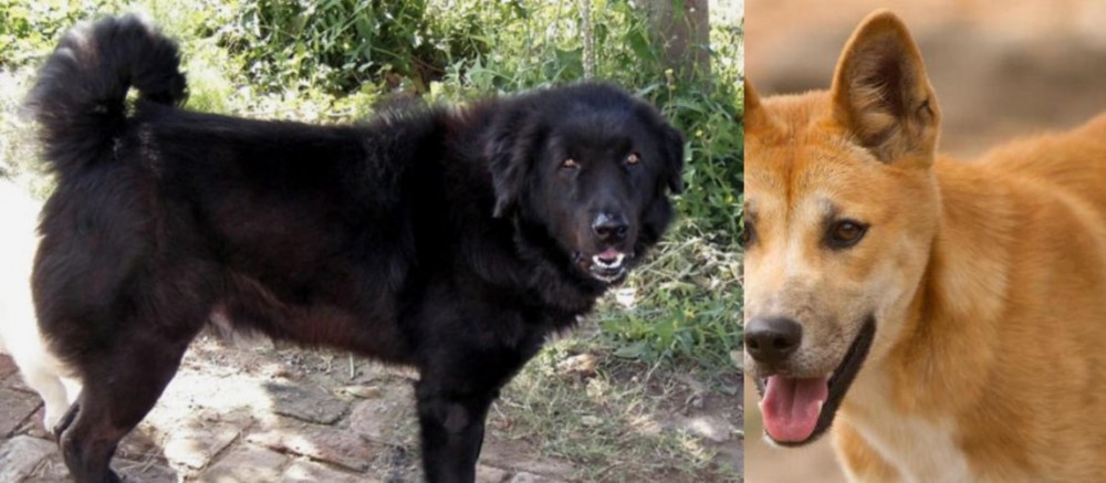 Dingo vs Bakharwal Dog - Breed Comparison