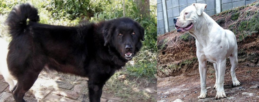 Dogo Guatemalteco vs Bakharwal Dog - Breed Comparison