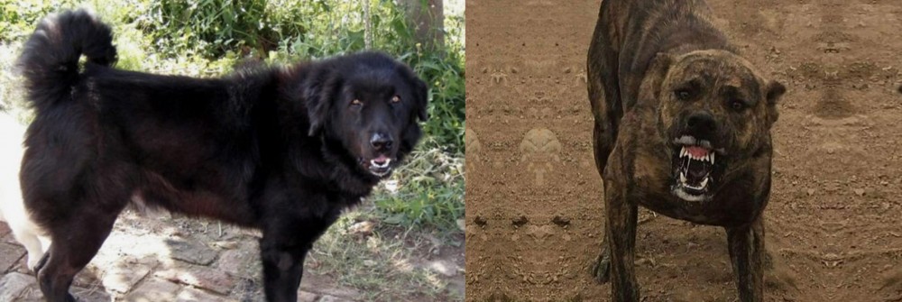 Dogo Sardesco vs Bakharwal Dog - Breed Comparison