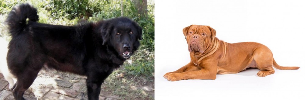 Dogue De Bordeaux vs Bakharwal Dog - Breed Comparison