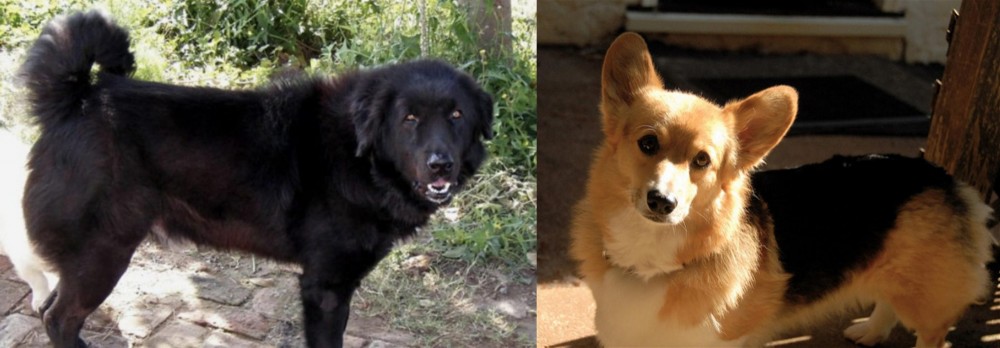 Dorgi vs Bakharwal Dog - Breed Comparison