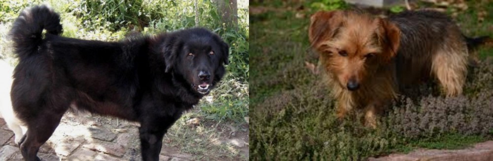 Dorkie vs Bakharwal Dog - Breed Comparison
