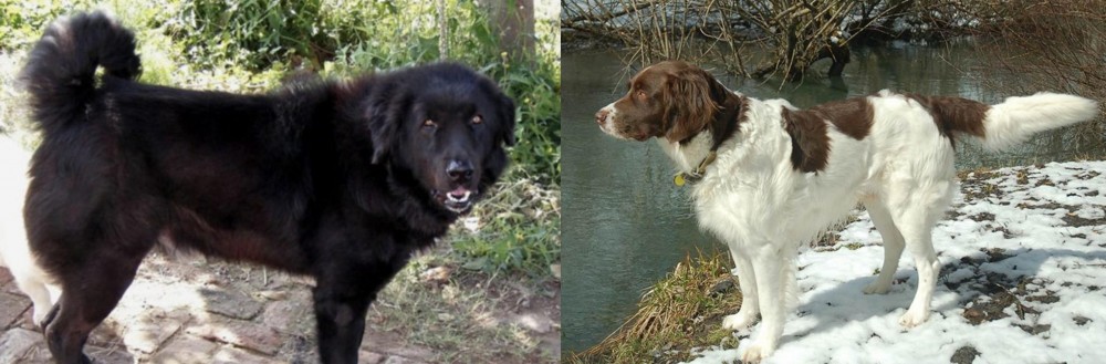 Drentse Patrijshond vs Bakharwal Dog - Breed Comparison