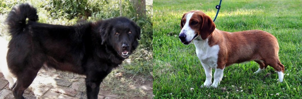 Drever vs Bakharwal Dog - Breed Comparison