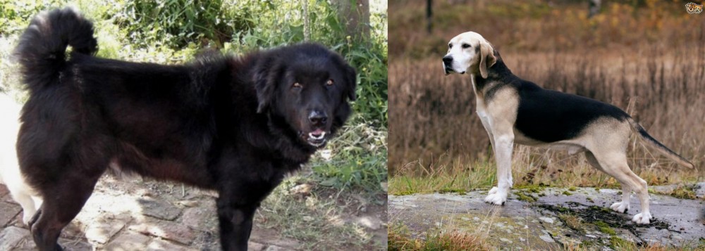 Dunker vs Bakharwal Dog - Breed Comparison