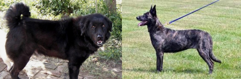 Dutch Shepherd vs Bakharwal Dog - Breed Comparison