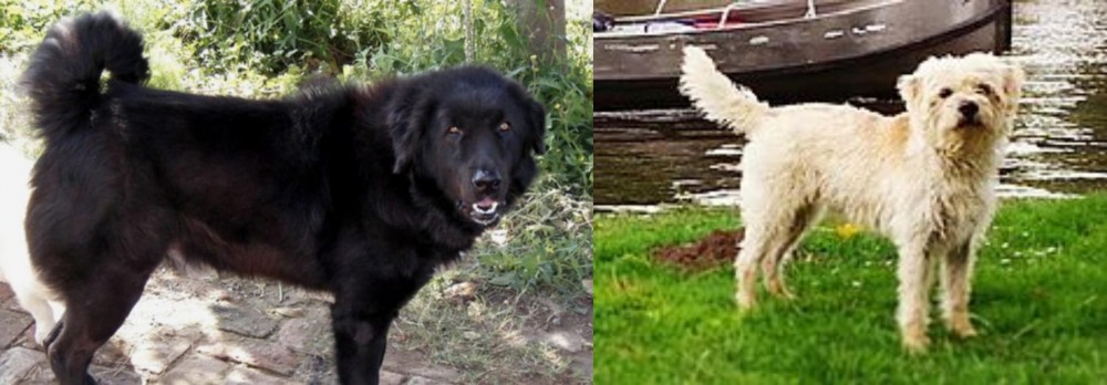 Dutch Smoushond vs Bakharwal Dog - Breed Comparison