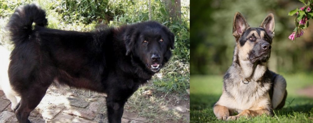 East European Shepherd vs Bakharwal Dog - Breed Comparison