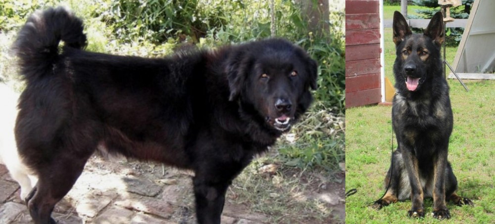 East German Shepherd vs Bakharwal Dog - Breed Comparison