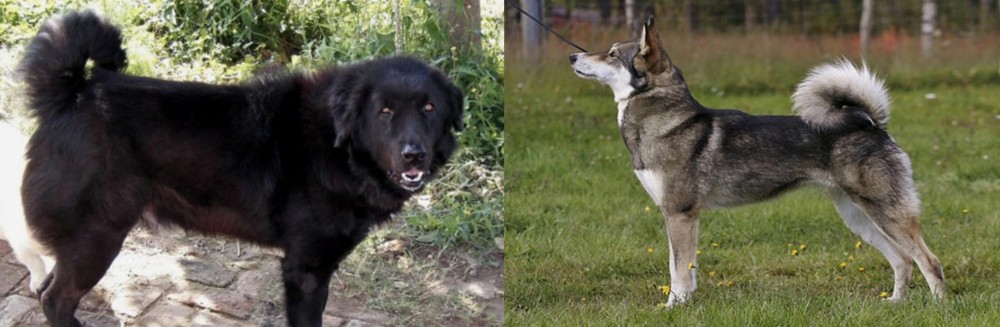 East Siberian Laika vs Bakharwal Dog - Breed Comparison