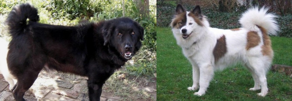 Elo vs Bakharwal Dog - Breed Comparison
