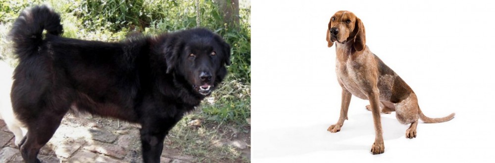 English Coonhound vs Bakharwal Dog - Breed Comparison
